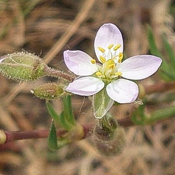 Spergularia media Flower