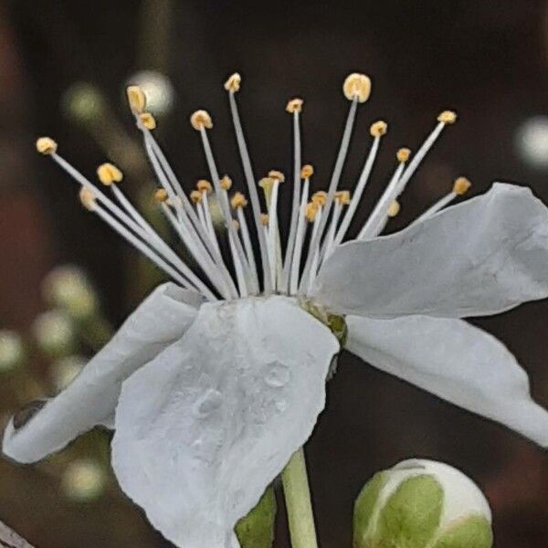 Prunus domestica Flower