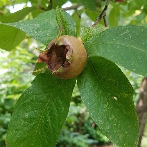 Crataegus germanica ഫലം