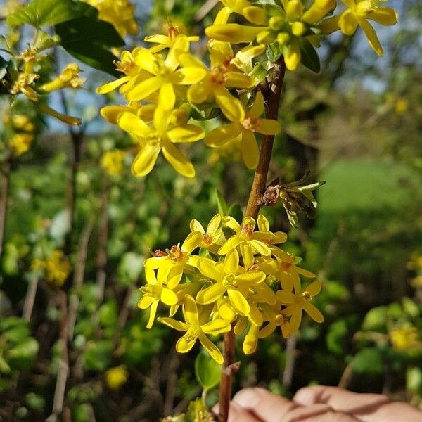 Ribes aureum Flower