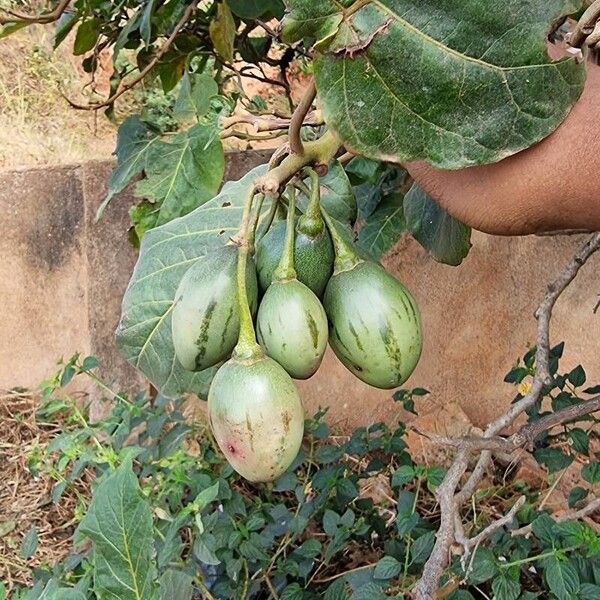 Solanum betaceum Fruit