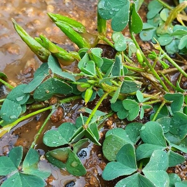 Oxalis dillenii Fruit