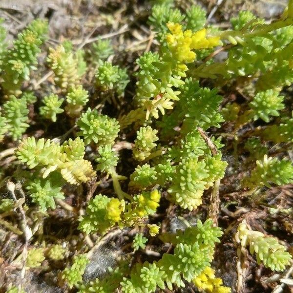 Sedum acre Лист