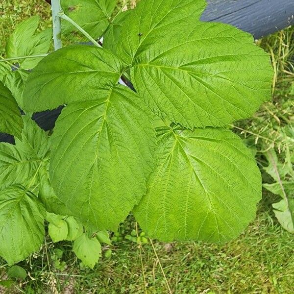 Rubus occidentalis Frunză