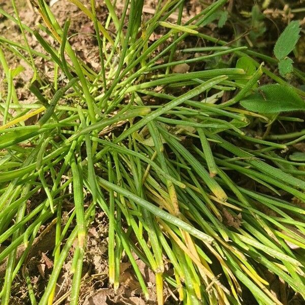 Ornithogalum divergens Leaf