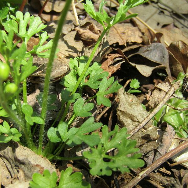 Ranunculus fascicularis Foglia