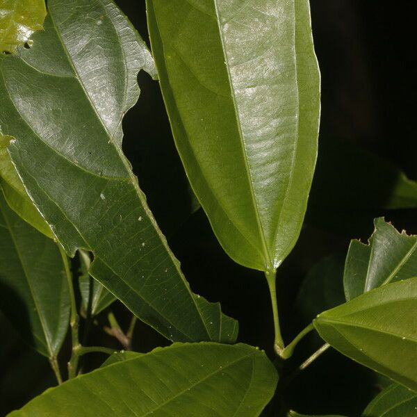 Hasseltia floribunda Leht