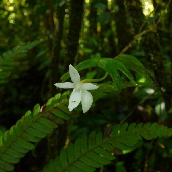 Angraecum ramosum Цветок