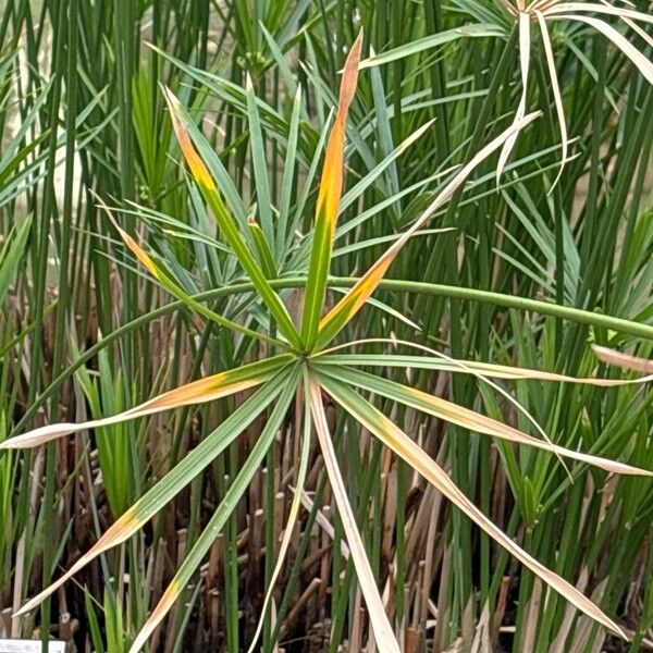 Cyperus alterniflorus পাতা