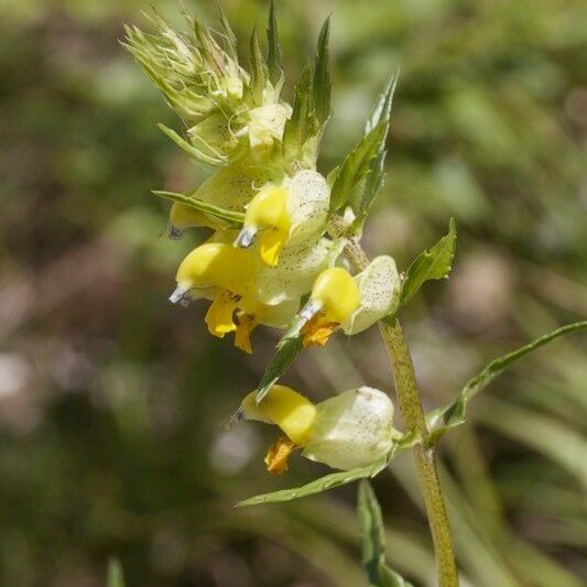 Rhinanthus pumilus Ostatní