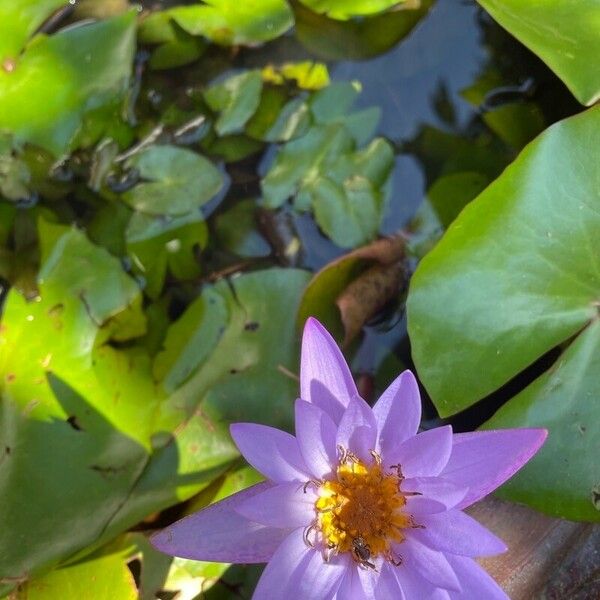 Nymphaea nouchali Blomst