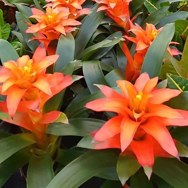 Guzmania monostachia List