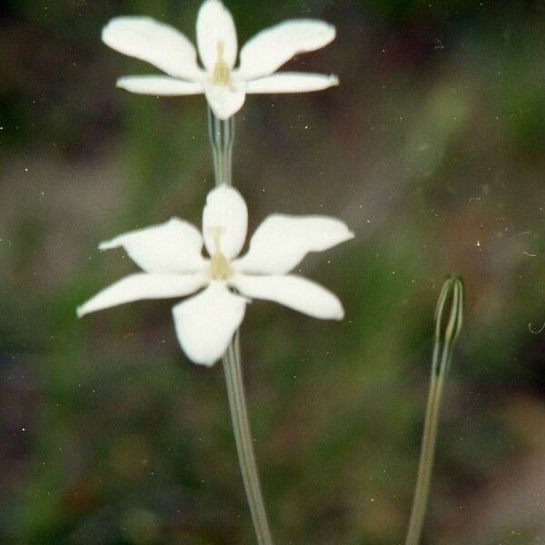 Milla biflora Flor