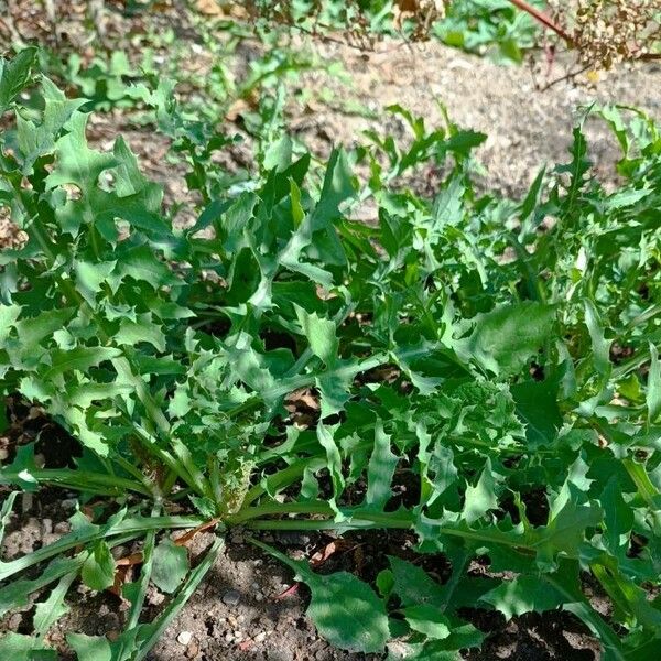 Sonchus tenerrimus Habitus