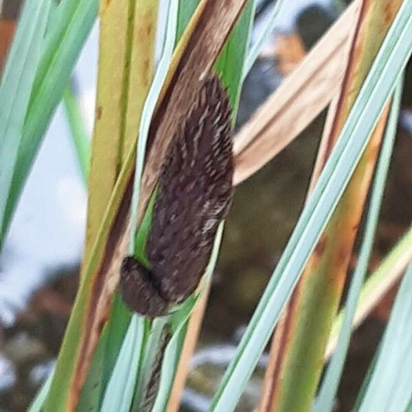 Carex acutiformis फूल