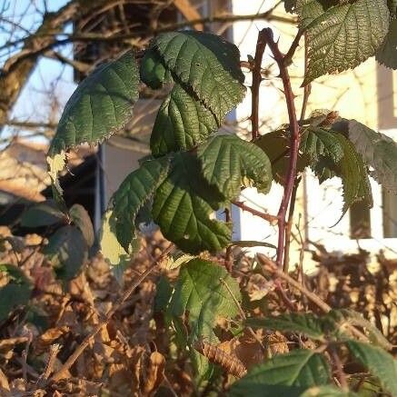 Rubus sulcatus Lehti