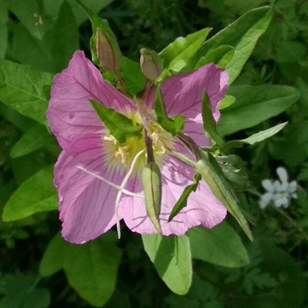 Oenothera rosea Kvet