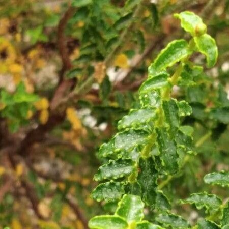 Hypericum balearicum Lehti