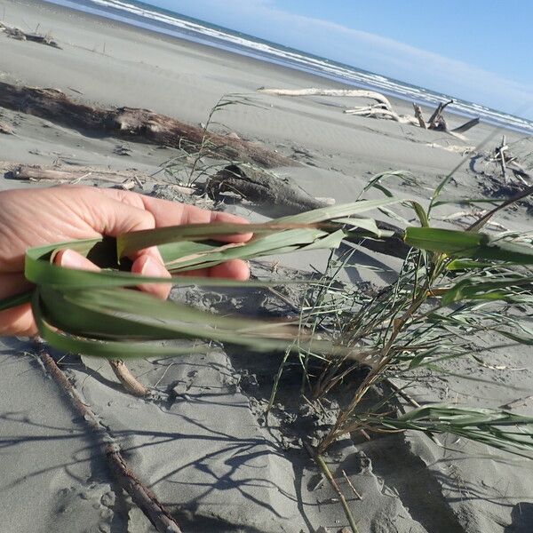 Phragmites karka Leaf