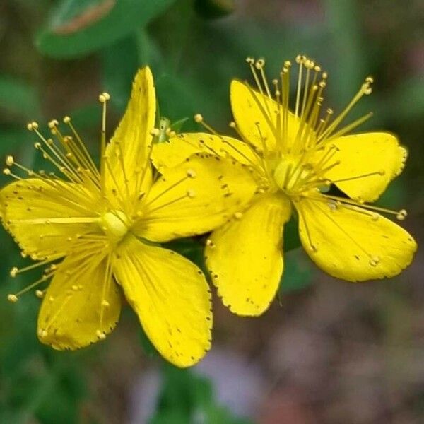 Hypericum hirsutum Кветка