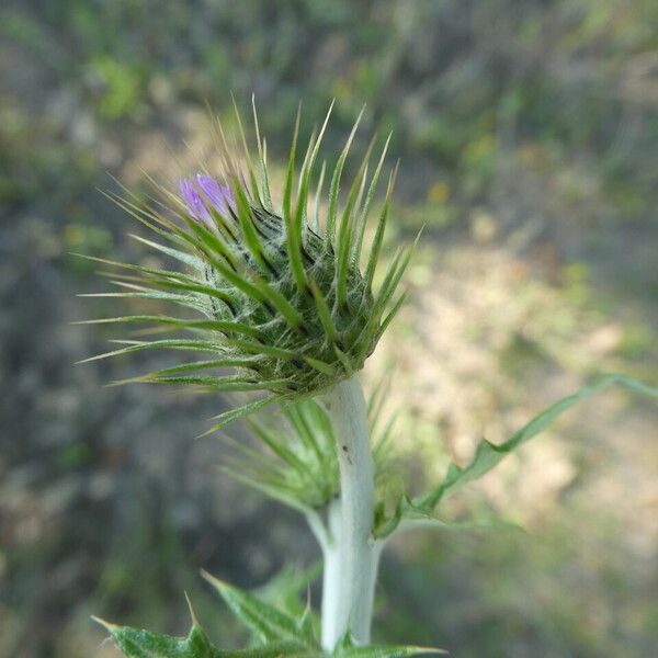 Carduus pycnocephalus Flor