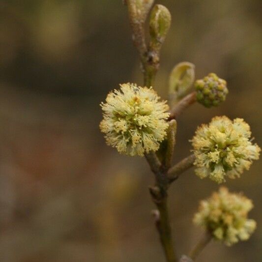 Acacia heterophylla Blomst
