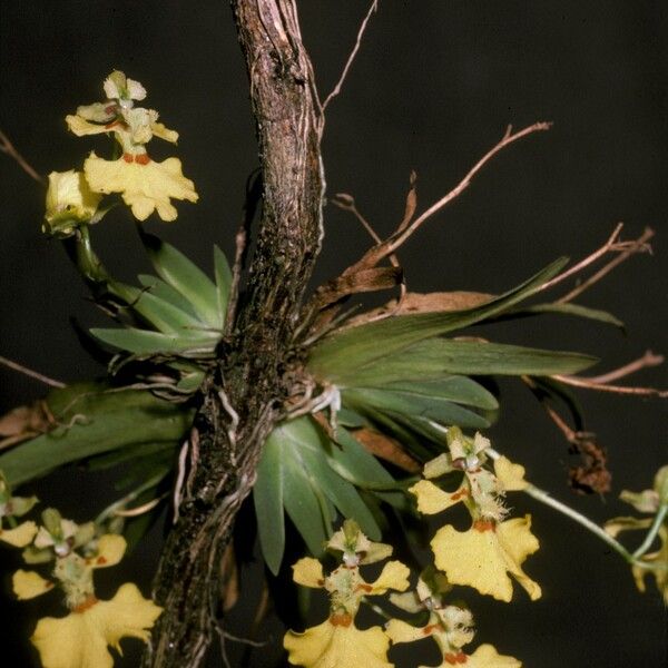 Erycina glossomystax Квітка