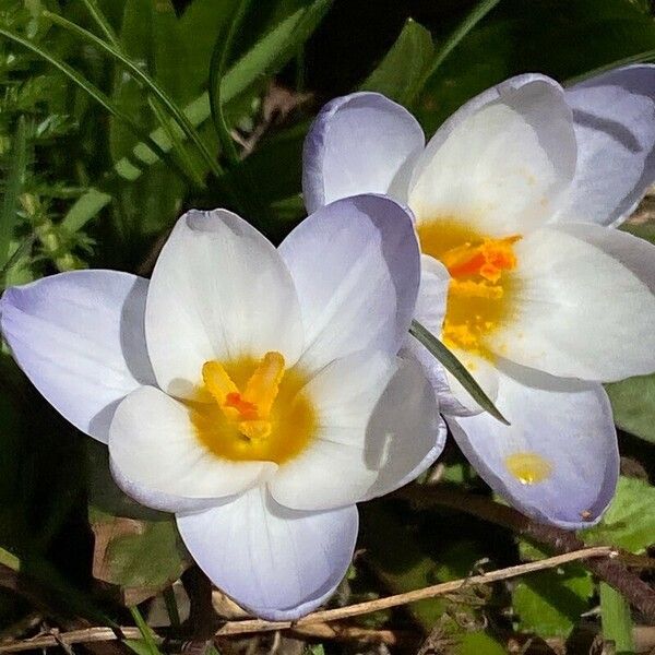 Crocus biflorus Цвят