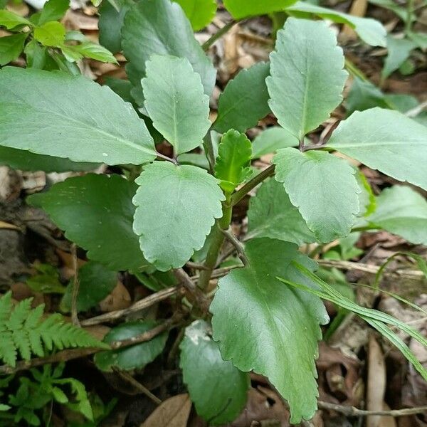 Kalanchoe pinnata Blad