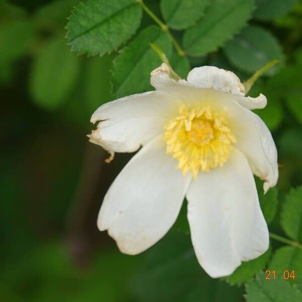 Rosa spinosissima Floro
