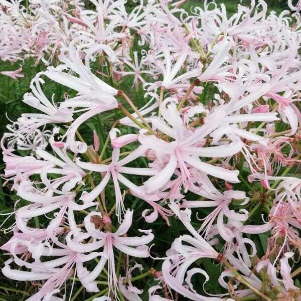 Nerine undulata Flower