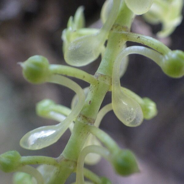 Diaphananthe vesicata Blomma