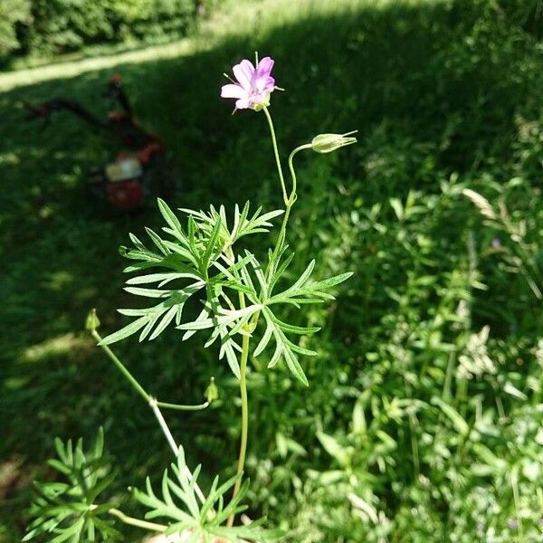 Geranium columbinum List