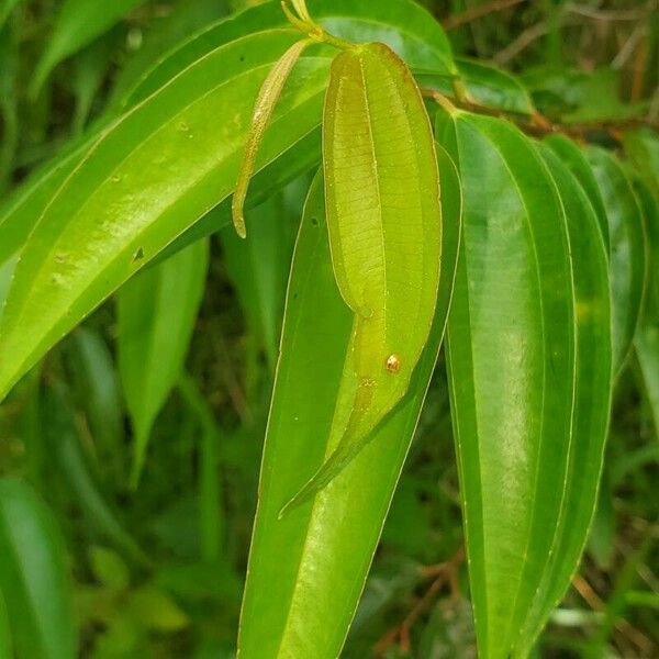 Miconia minutiflora List