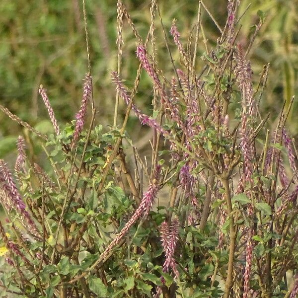 Achyranthes aspera Fleur