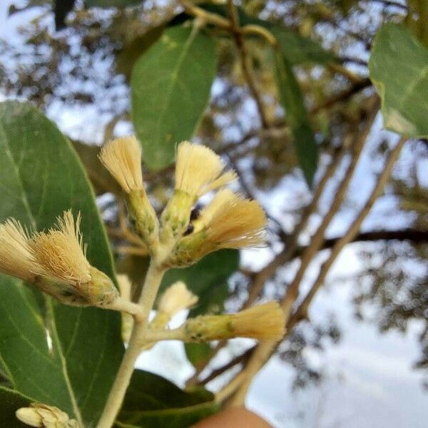 Moquiniastrum polymorphum Flors