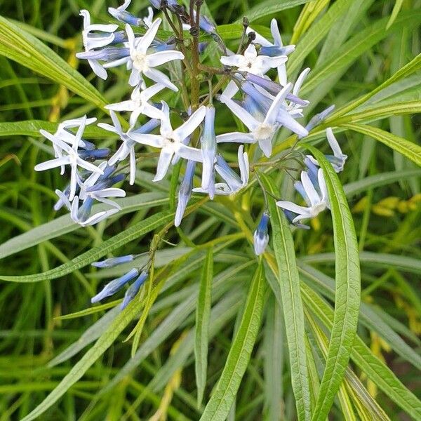 Amsonia tabernaemontana Квітка