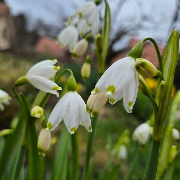 Leucojum aestivum Bloem