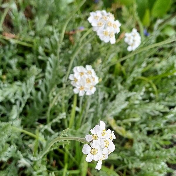 Achillea clavennae Květ