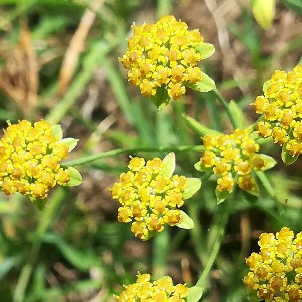 Bupleurum ranunculoides Flower