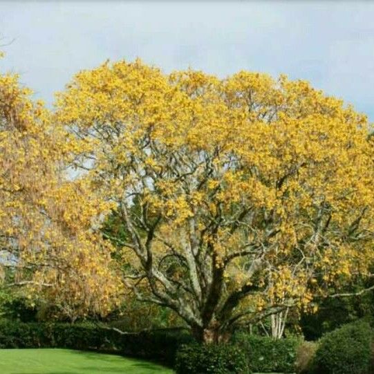 Handroanthus albus Leaf