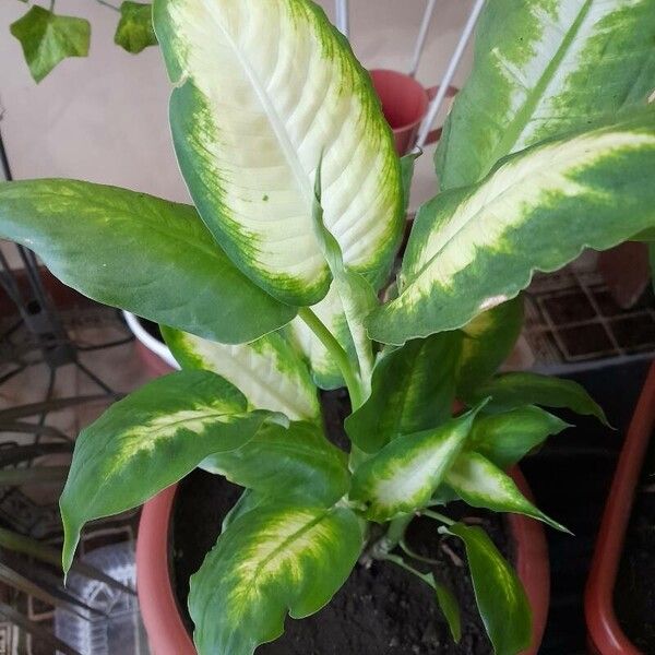 Dieffenbachia seguine Leaf