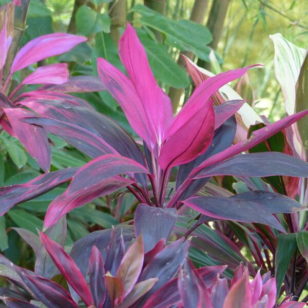 Cordyline fruticosa Fleur