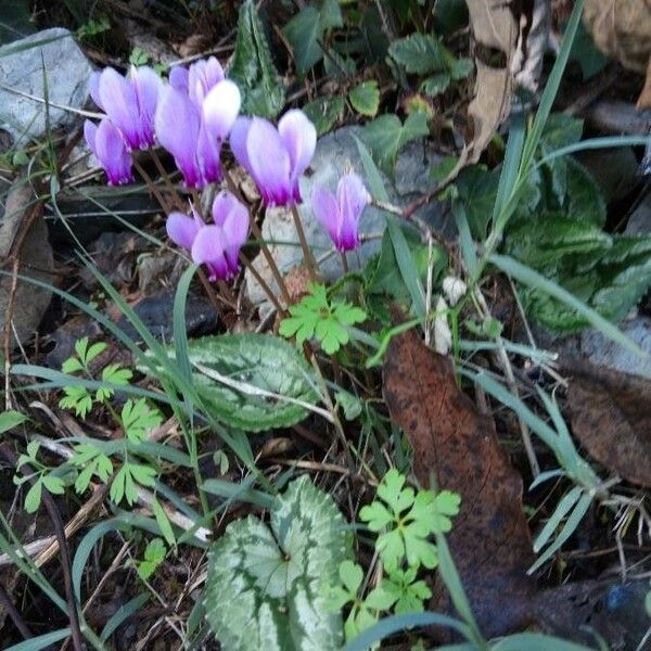 Cyclamen hederifolium Λουλούδι