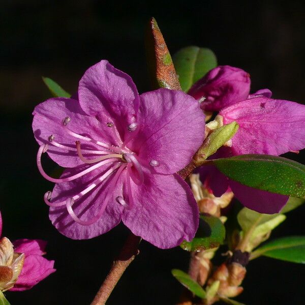 Rhododendron dauricum Blomst