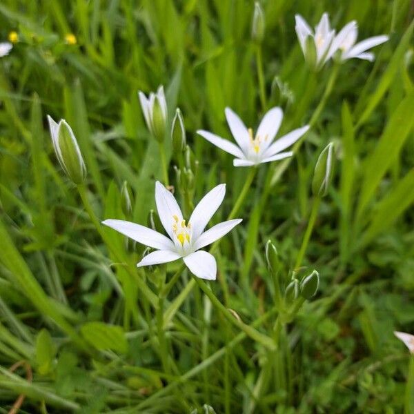 Ornithogalum divergens Kvet