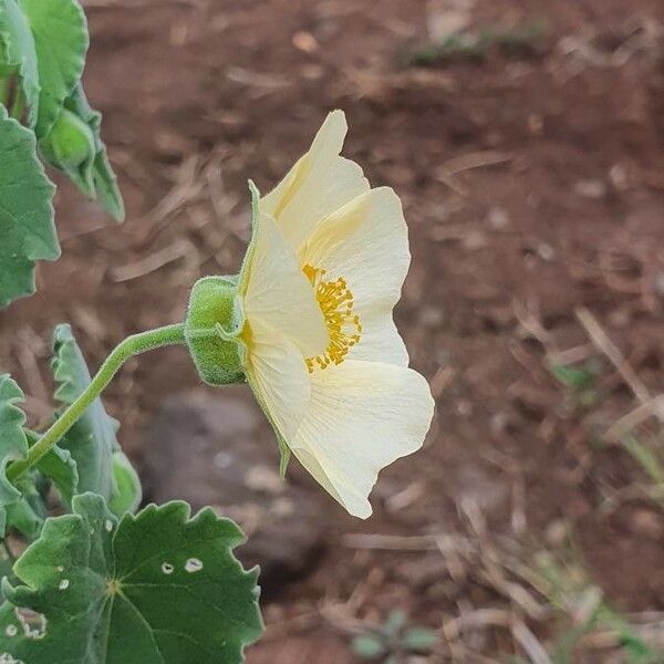 Abutilon grandiflorum Flor