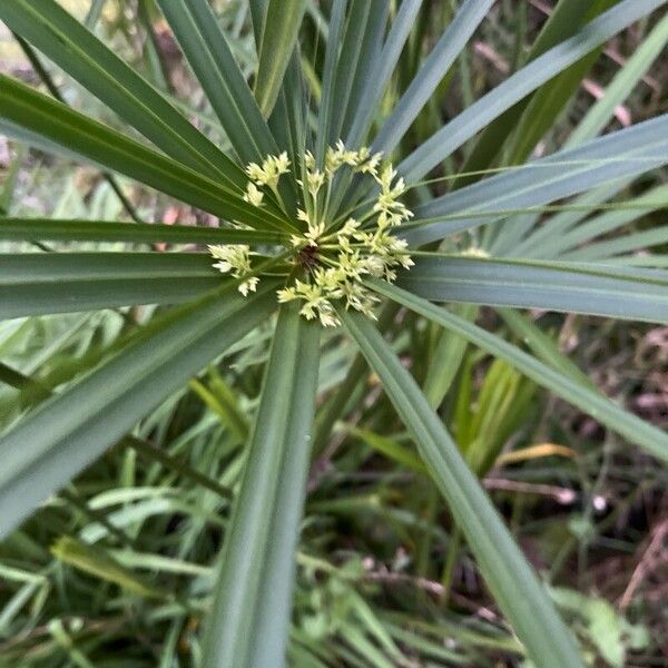 Cyperus alternifolius Blomma