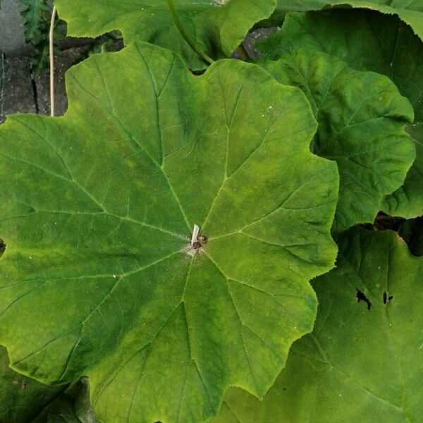 Astilboides tabularis Leaf