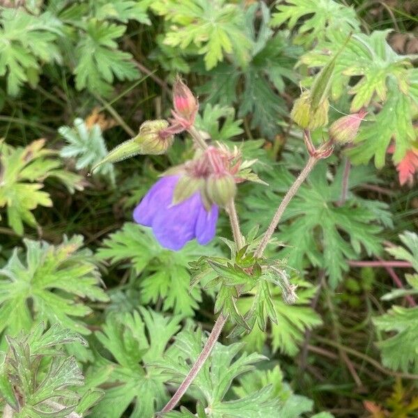 Geranium pratense Blad